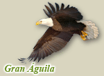 Gran Águila