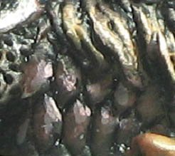 Armadura Armadura
