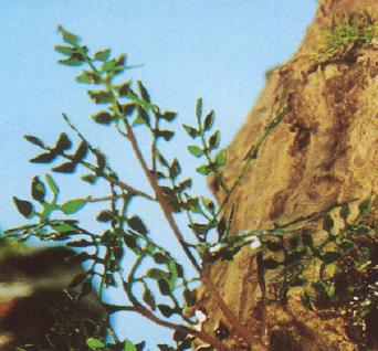 Arbusto hecho con fotograbados