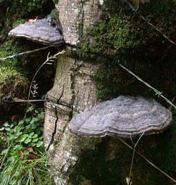 Hongos