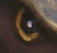 Ojos